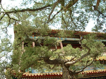 China0253