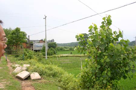 China0339